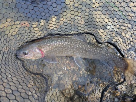 スプーンとミノーに好反応